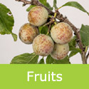 Sheperds Bullace fruit on a branch